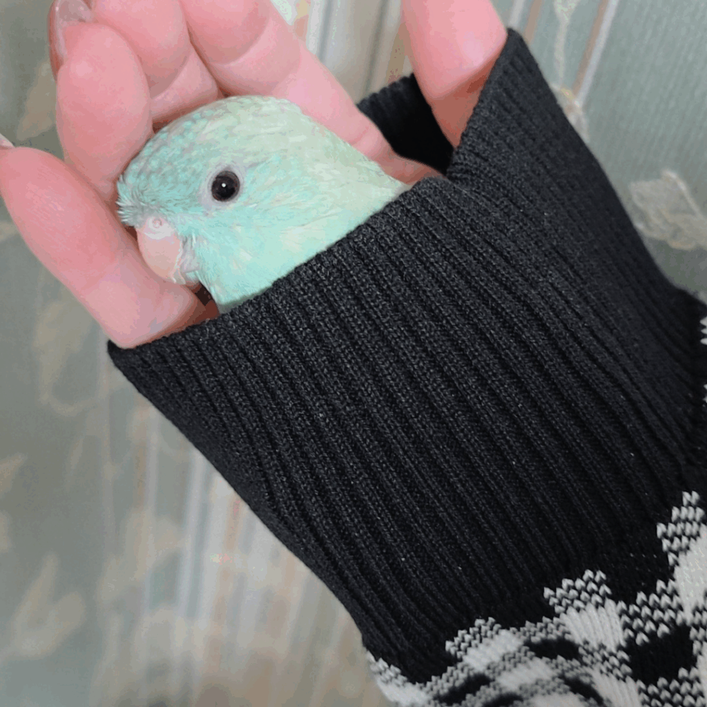 袖口に入るサザナミインコ（@sae_coさんより提供）