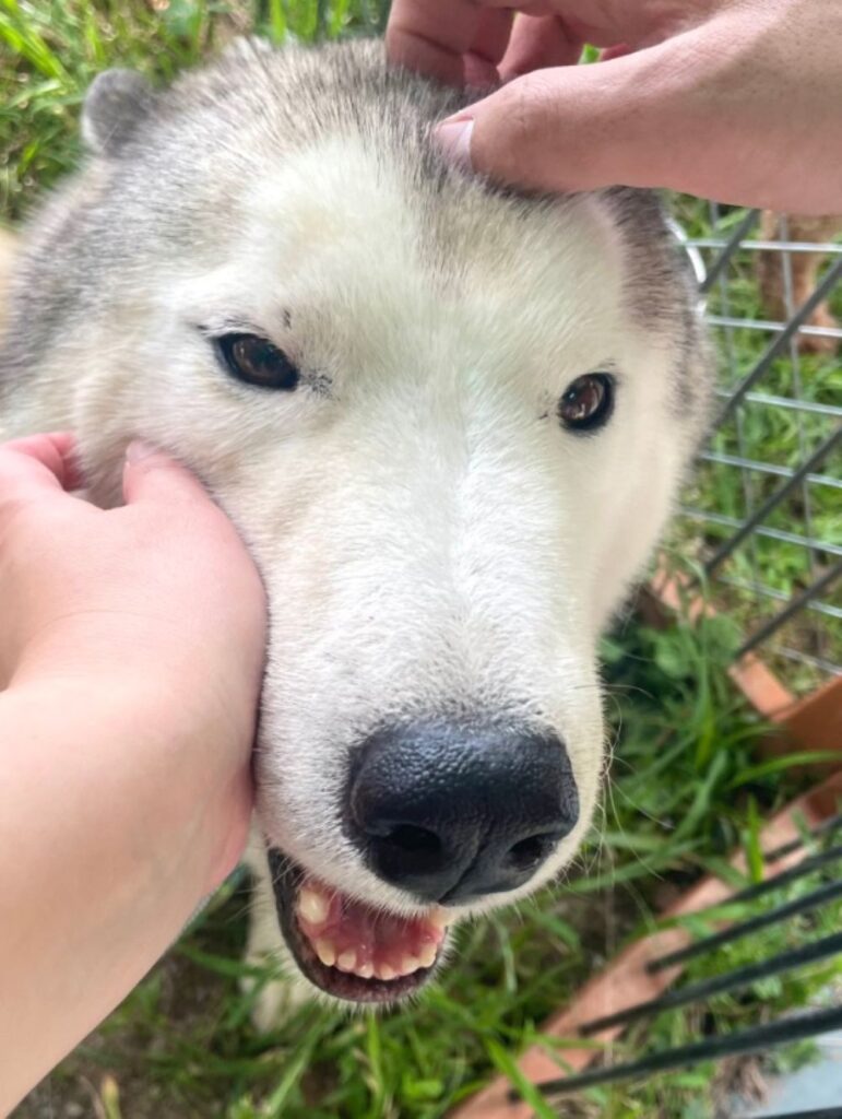 譲渡会でのフーマくん（＠mofumofusaaanさんより提供）