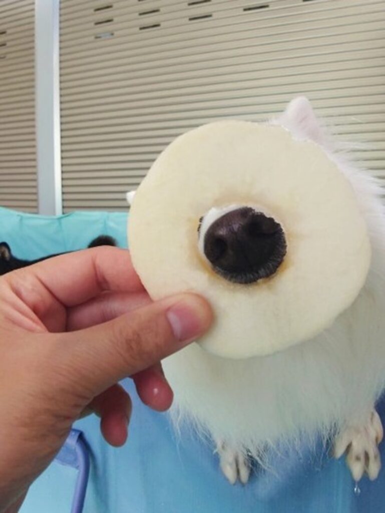 リンゴは鼻だけはめてみました（@kukuri_shibainuさんより提供）