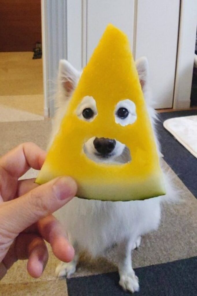 黄色のスイカも可愛いね（@kukuri_shibainuさんより提供）