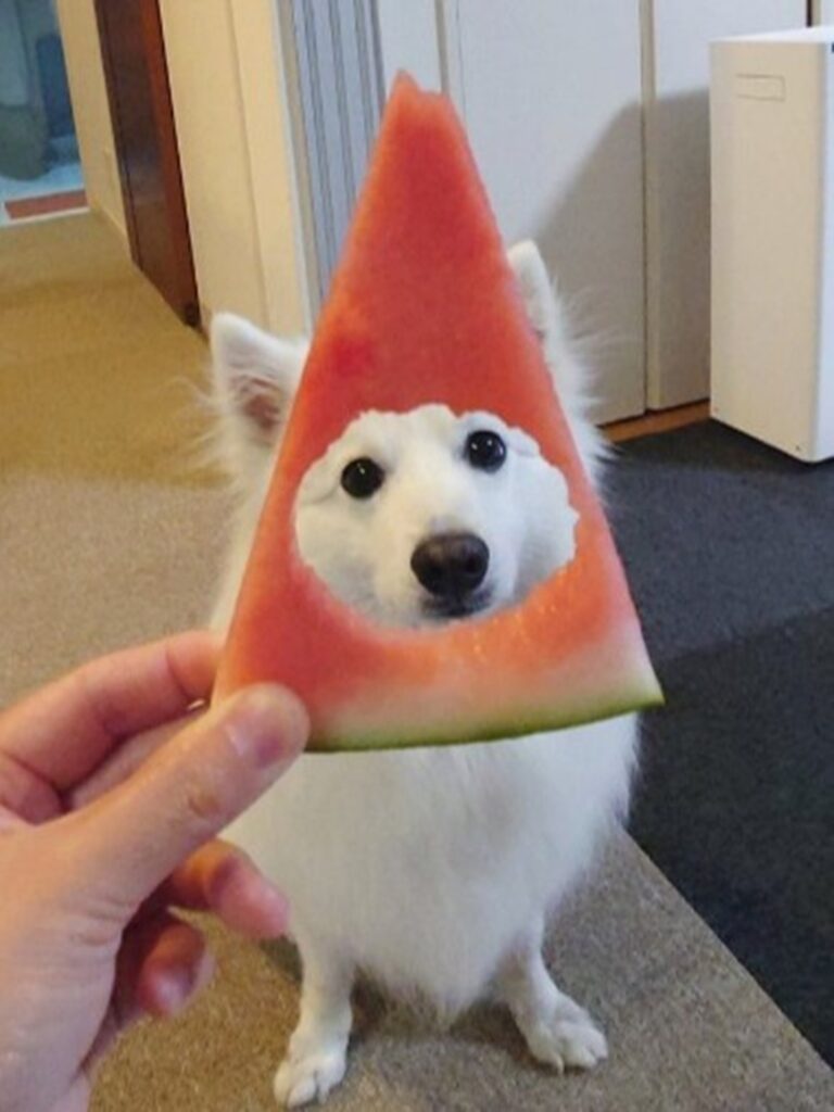 楽くんのお顔がチラリ（@kukuri_shibainuさんより提供）