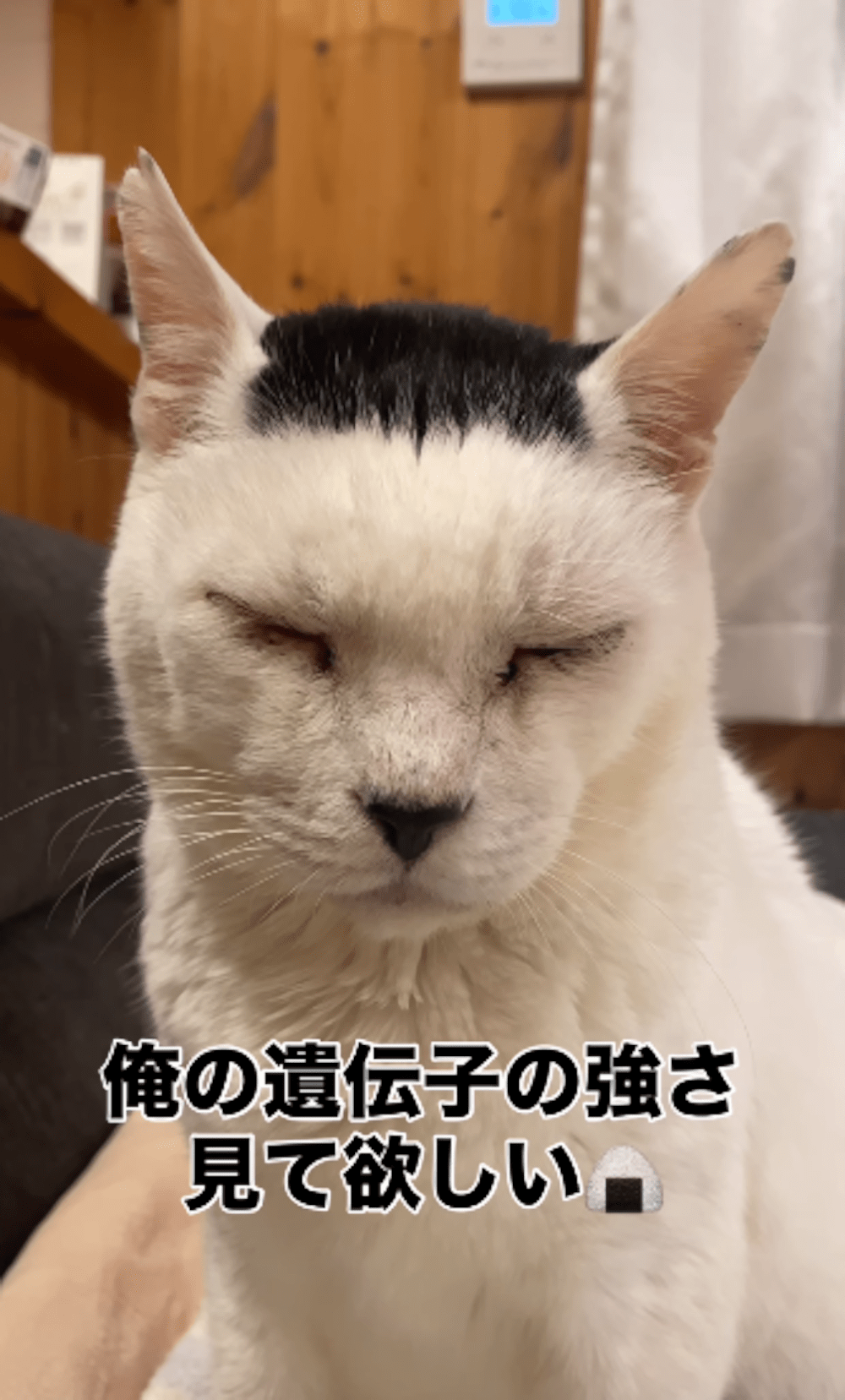 海苔1枚貼り付けたような柄が特徴的な猫。その後子猫が産まれると…衝撃の姿に「笑いがとまらない」「可愛いすぎる」「遺伝子強すぎw」