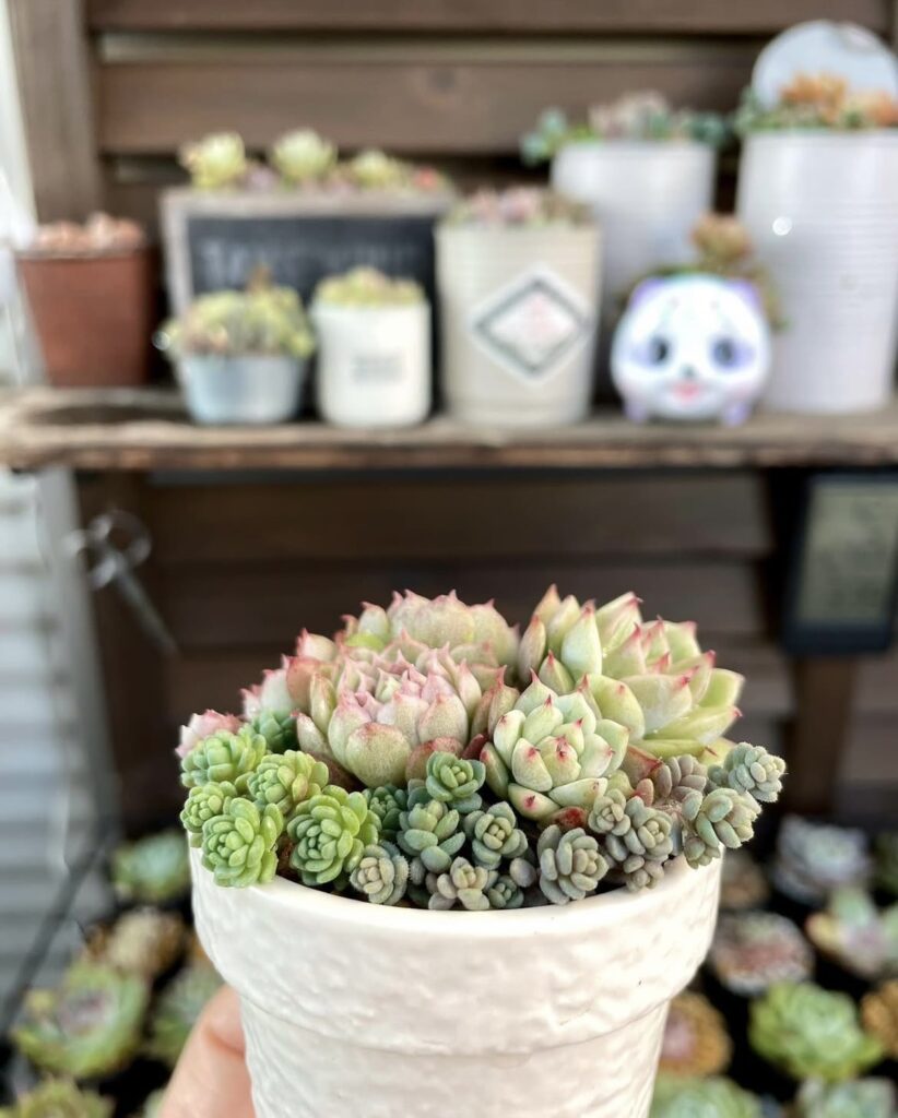 【実際の写真】手渡されたモノ