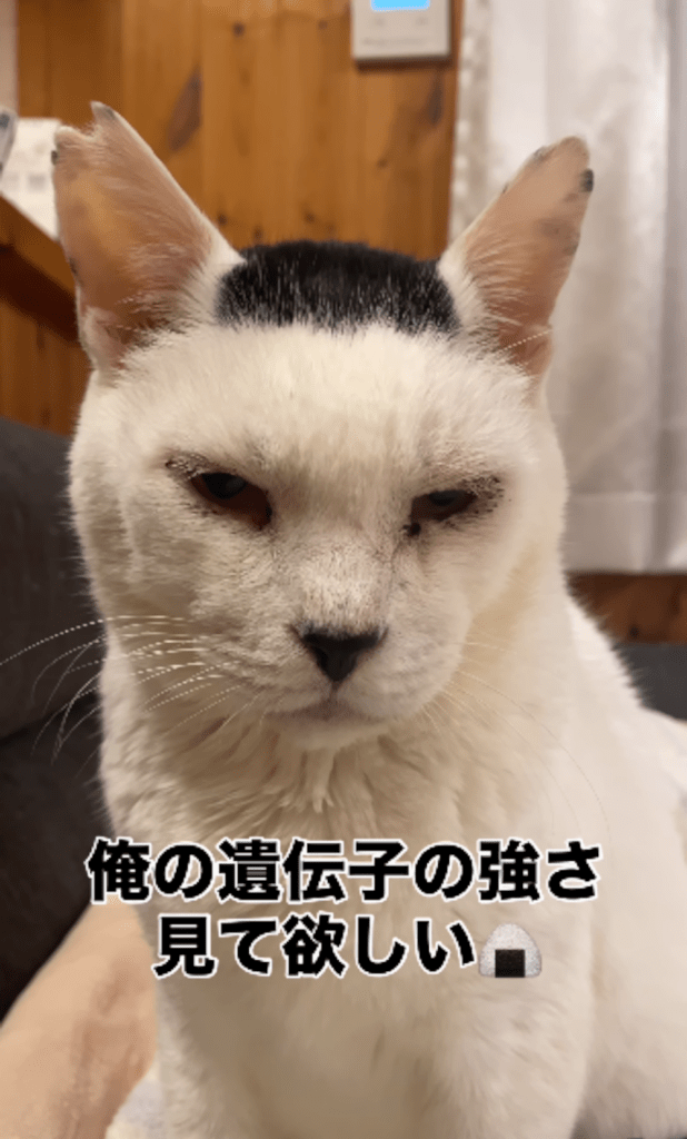 【実際の写真】生まれた子猫たち