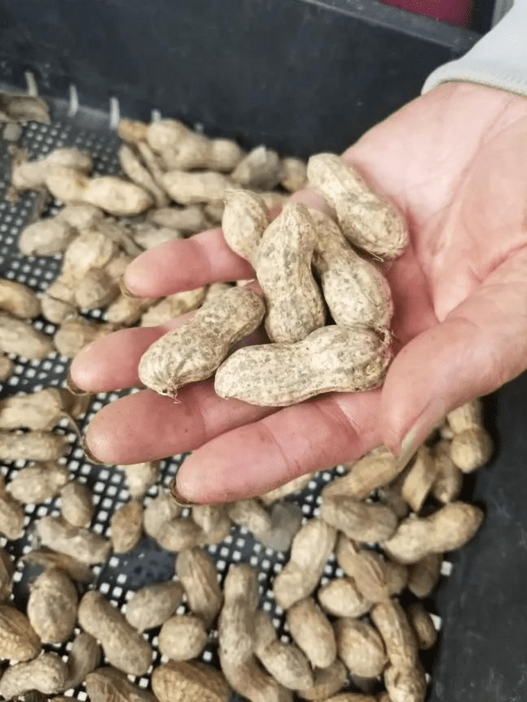 お父さんの作った落花生（＠yukino.21.sgmtさんより提供）