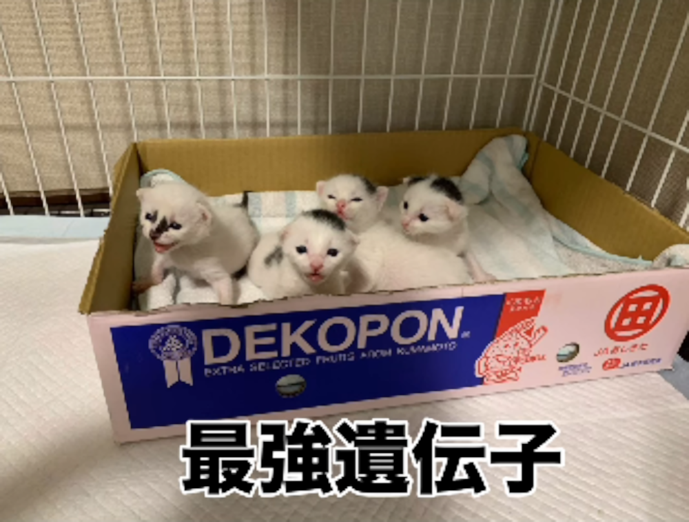 海苔男くんの子どもたち①（＠sakuraneko2222さんより提供）