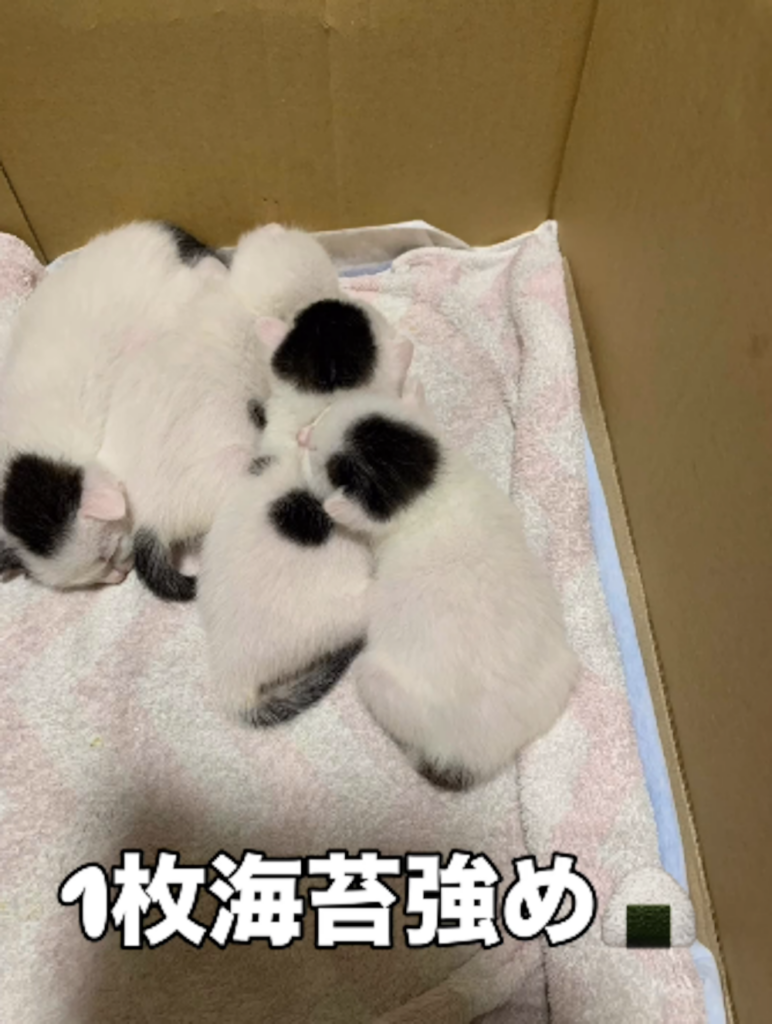 海苔男くんの子どもたち②（＠sakuraneko2222さんより提供）