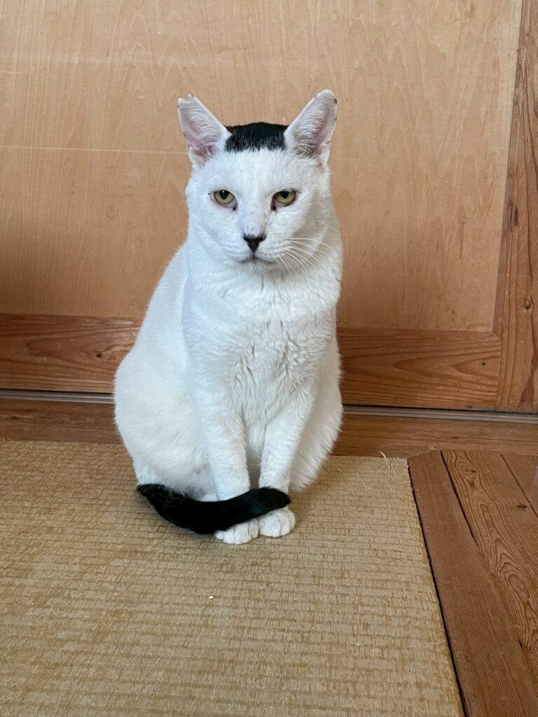 その他の海苔男くんの写真①（＠sakuraneko2222さんより提供）