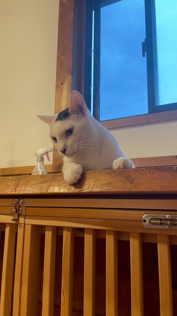 その他の子海苔くんの写真①（＠sakuraneko2222さんより提供）