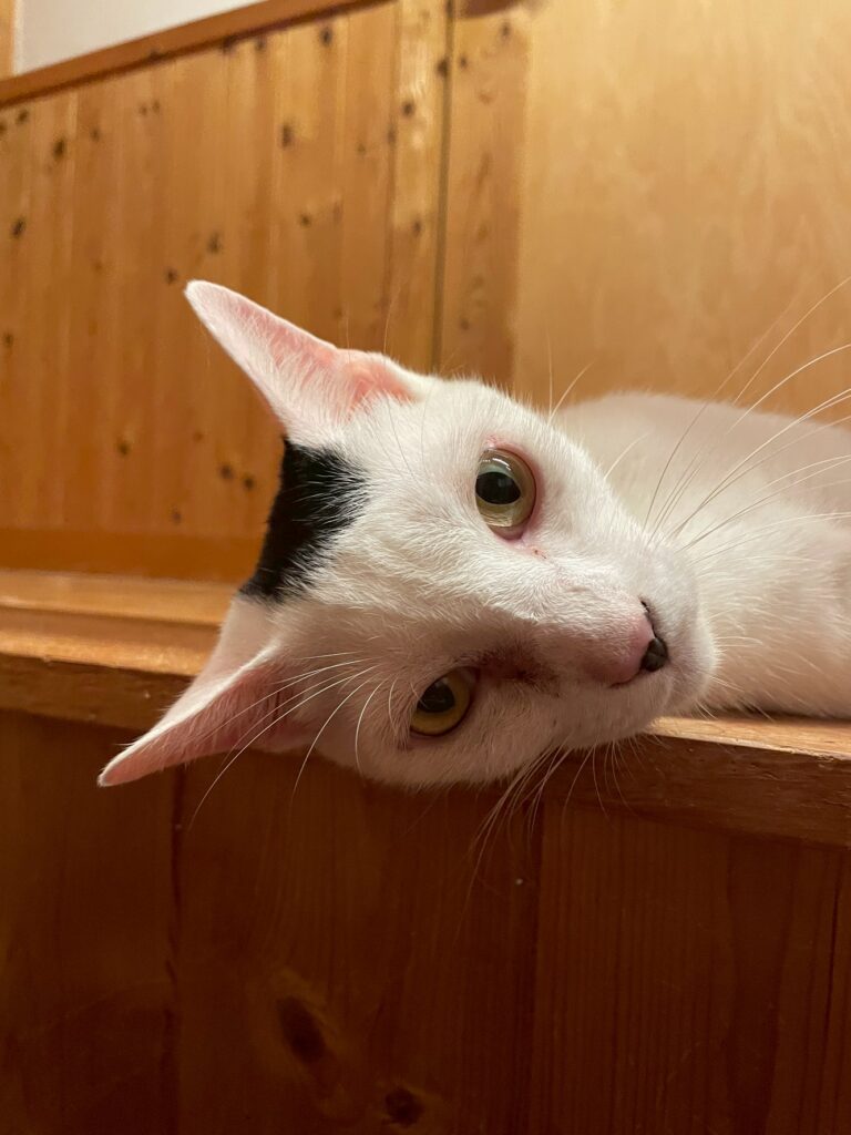 その他の子海苔くんの写真②（＠sakuraneko2222さんより提供）