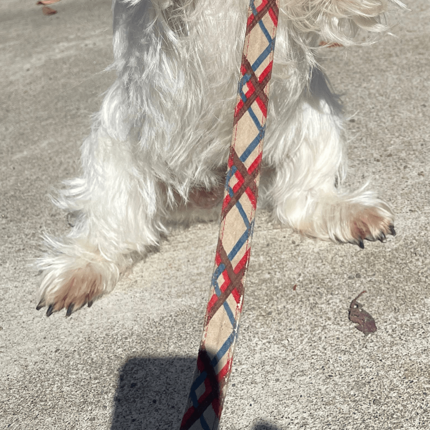 「それってシロクマですか？」と聞かれた真っ白なペット。その正体に「え！？」「まだ可能性ある」「結構間違えられがち」