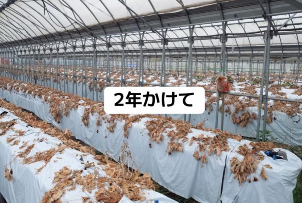 2年前の農園（@ichigo_boyさんより提供）