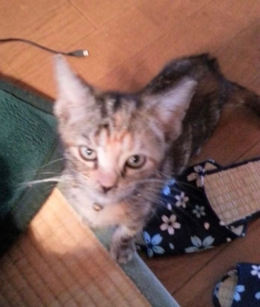 【実際の写真】現在の姿