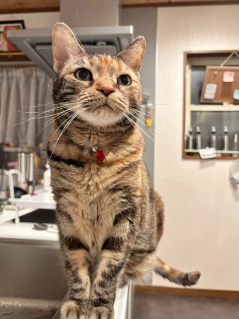 普段の茶子ちゃん（＠chakohakulogさんより提供）