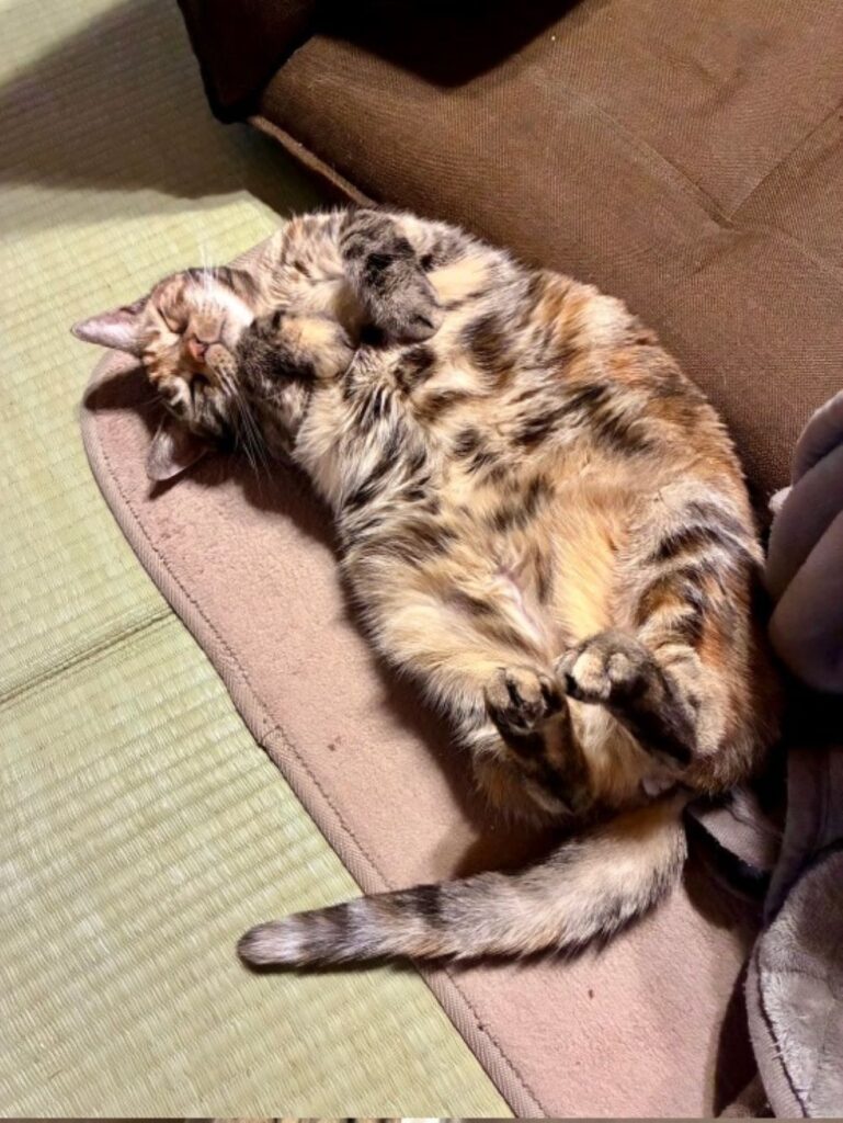 ぐっすり眠る茶子ちゃん（＠chakohakulogさんより提供）