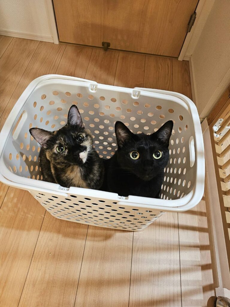 カゴの中にも2匹すっぽり（＠kariton28mhy25さんより提供）