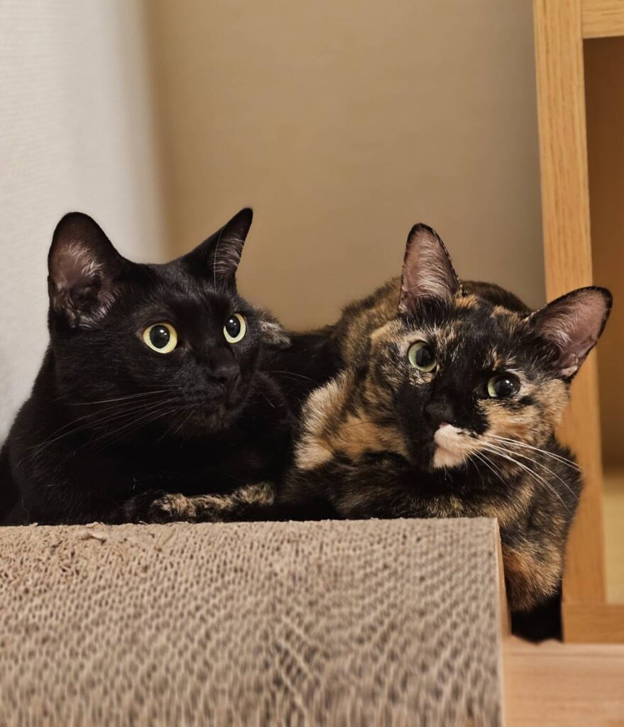 普段から2匹は一緒（＠kariton28mhy25さんより提供）