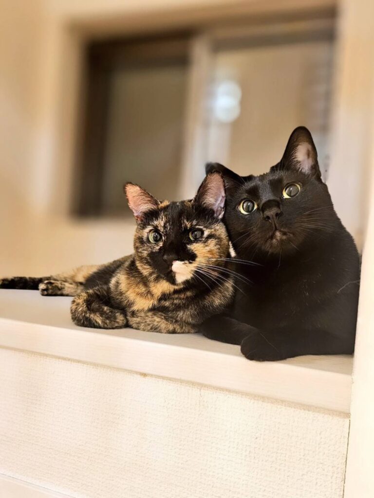 寄り添う2匹（＠kariton28mhy25さんより提供）