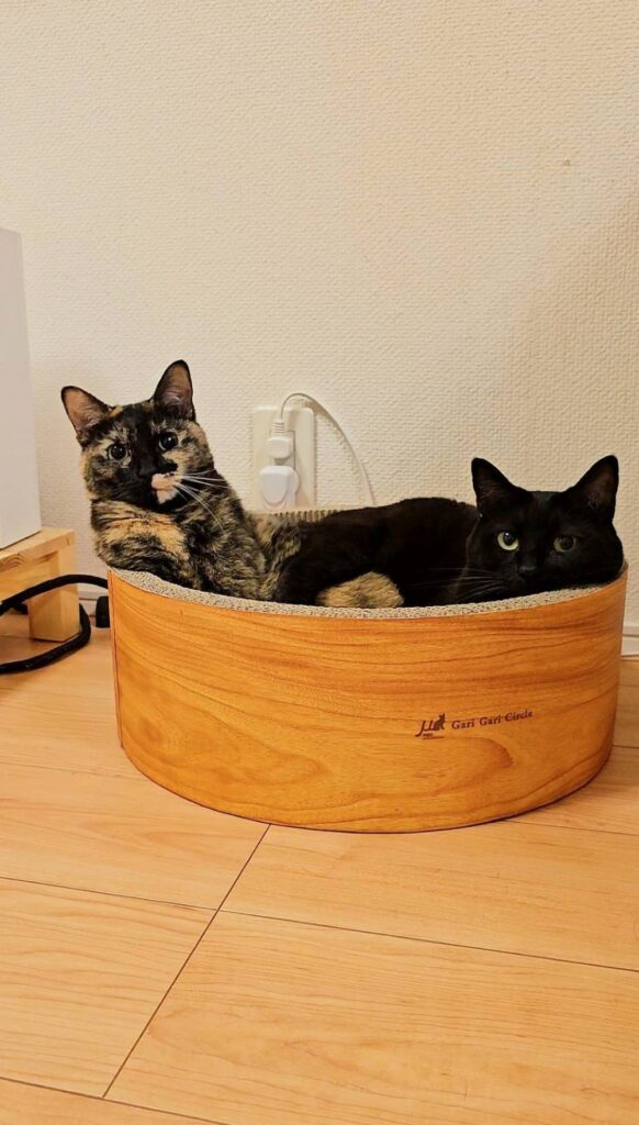 【実際の写真】明け方の愛猫の様子