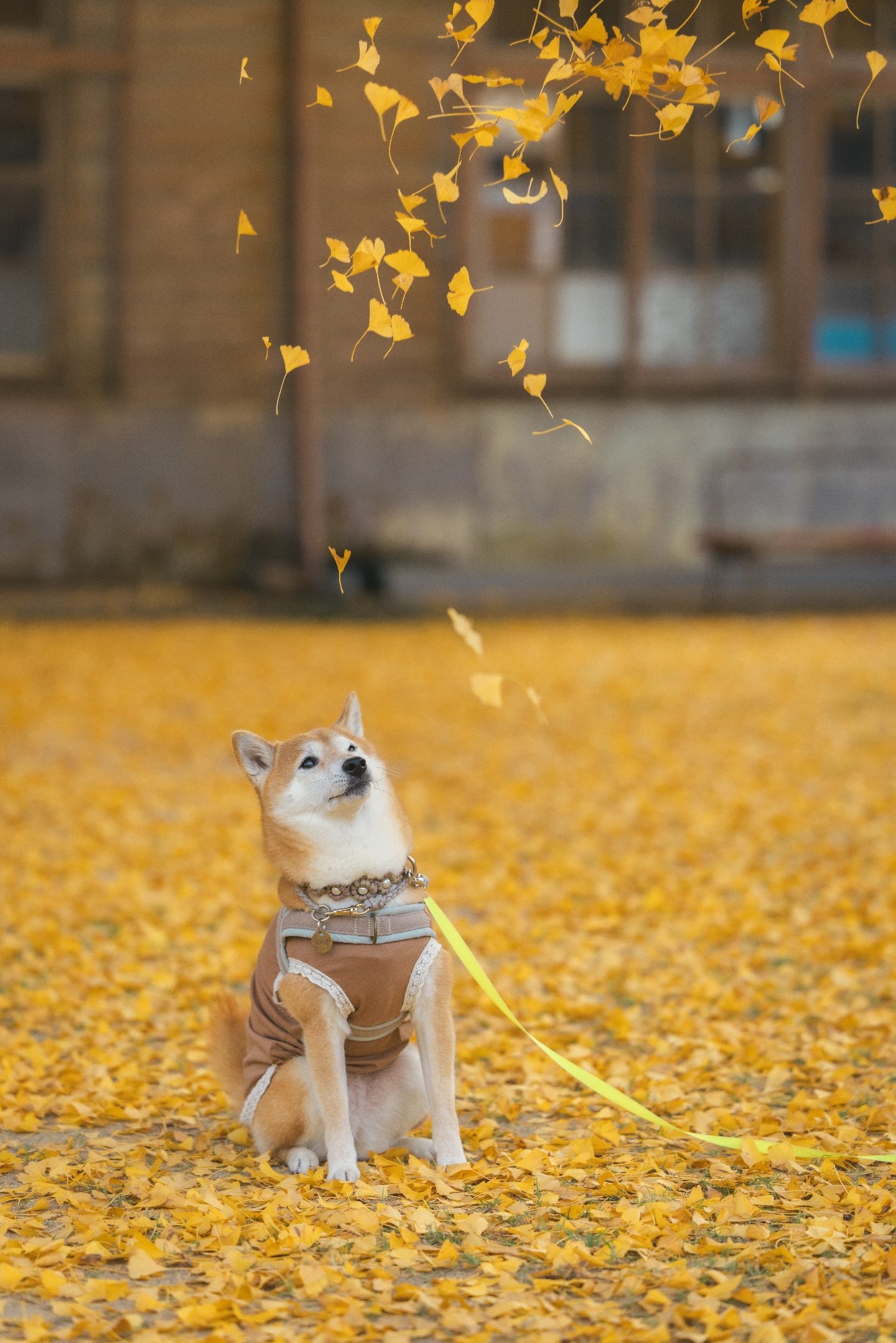 イチョウの葉が舞う下で撮影された柴犬の写真。幻想的な写真になるはずが…まさかの結果に「心の声が聞こえるwww」「可愛い笑笑」