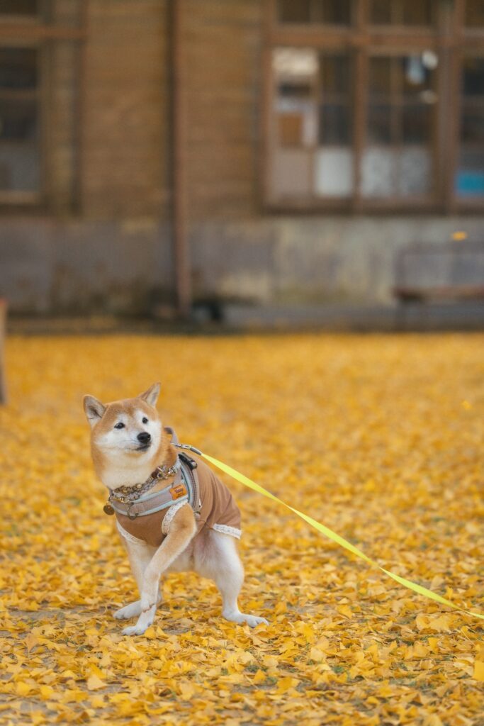 逃げ出しそうなナツメちゃん（＠sakodeomaさんより提供）
