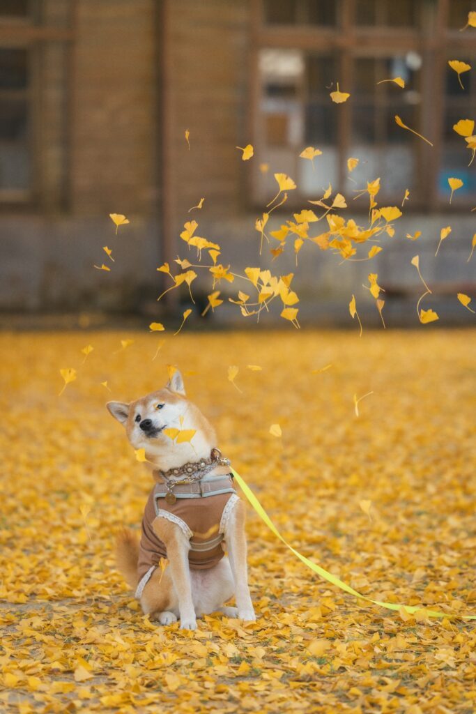 【実際の写真】撮影された写真