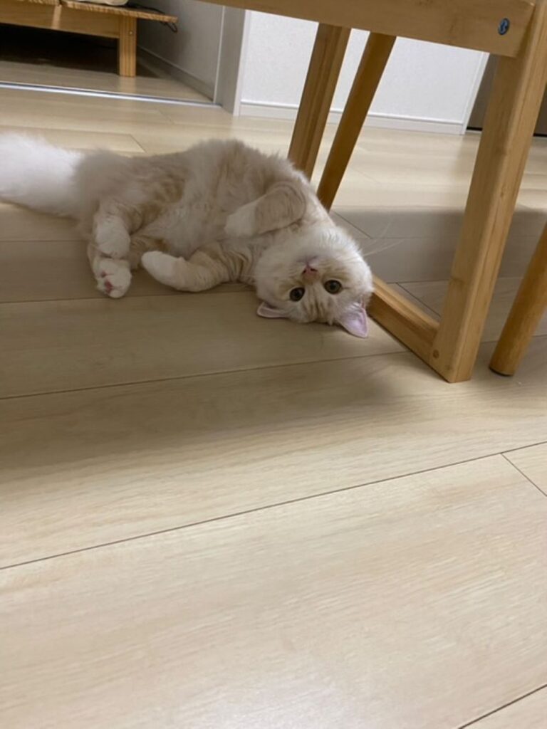 はるまきちゃん③（＠_harumaki16さんより提供）