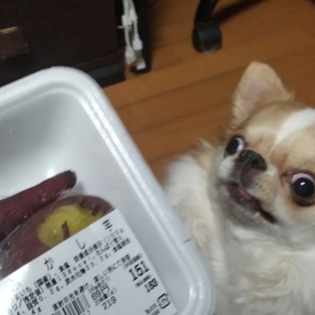 写真を撮ろうとすると…②（＠echigoya_minimokeさんより提供）