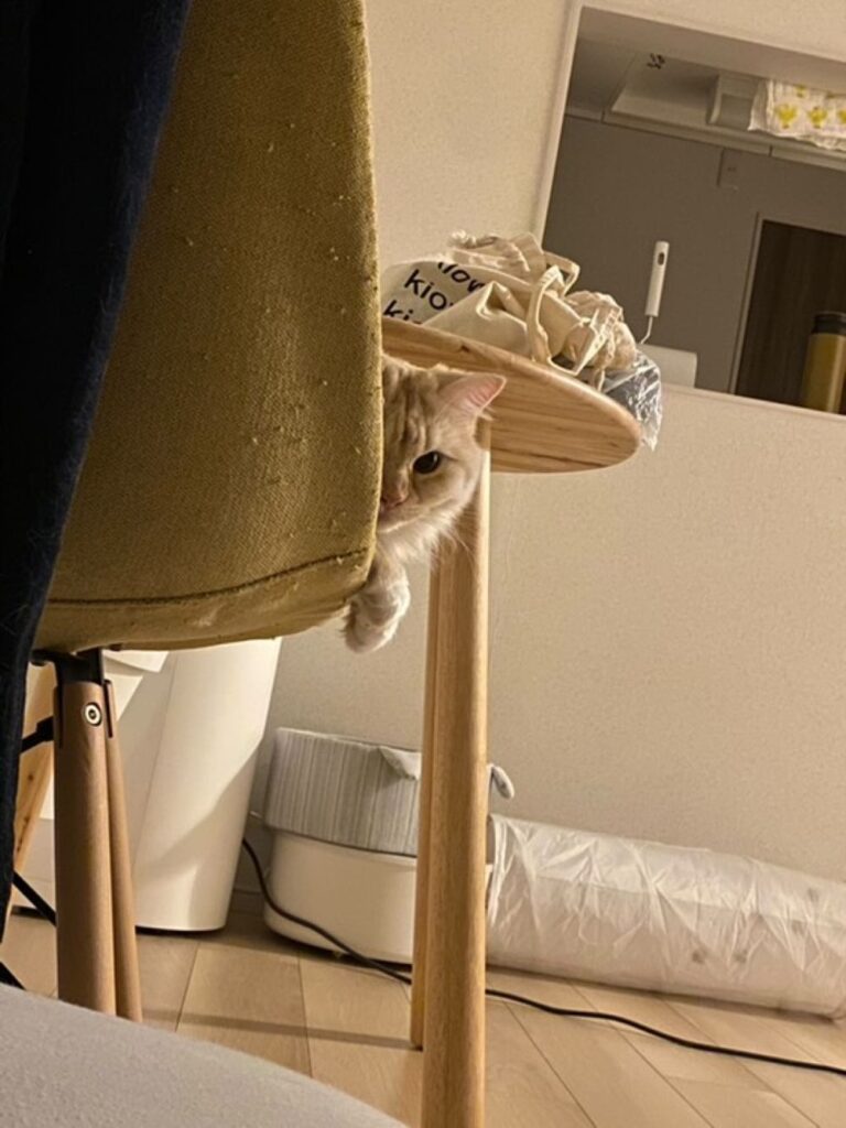 はるまきちゃん②（＠_harumaki16さんより提供）