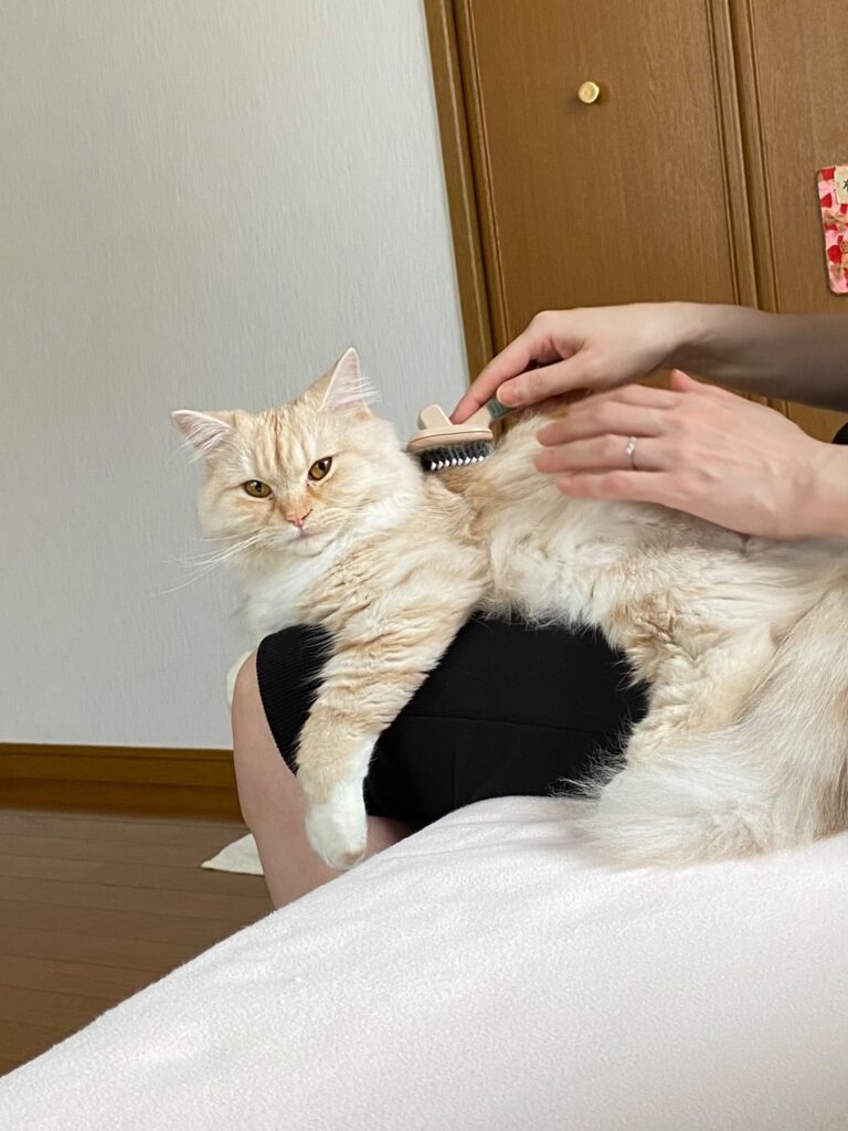 はるまきちゃん①（＠_harumaki16さんより提供）