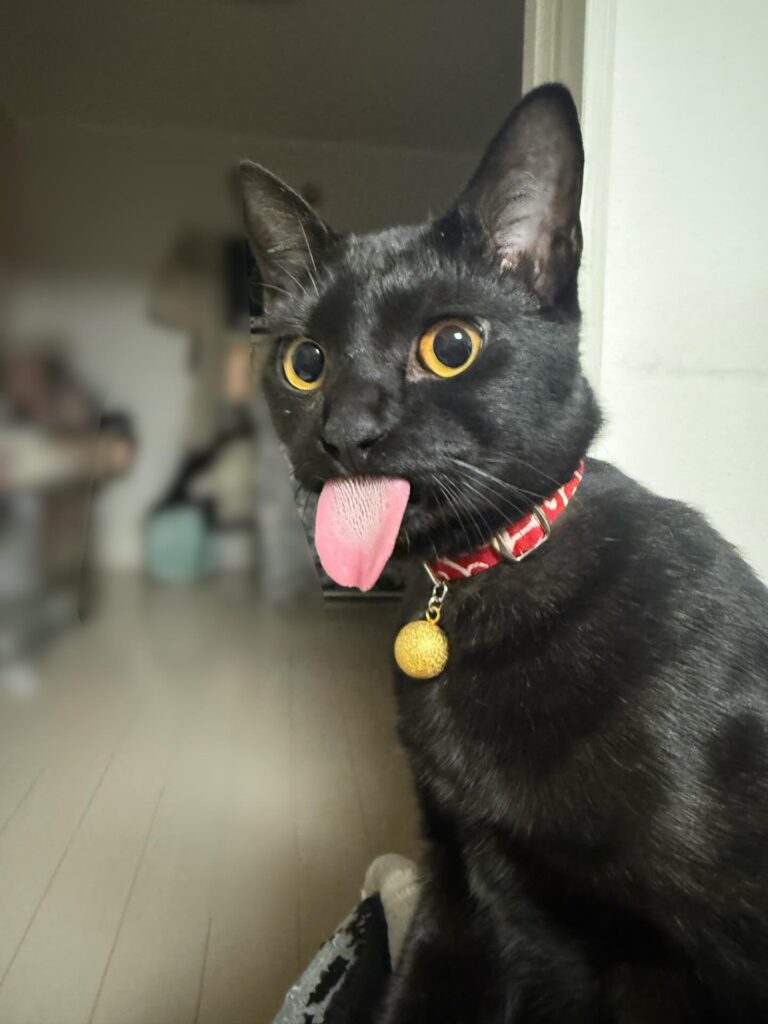 【実際の写真】大きな音に驚いた愛猫のまさかの表情