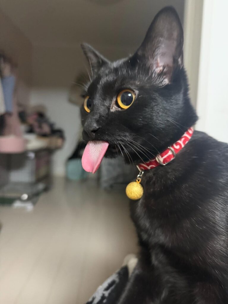 舌をしまい忘れるジジくん（＠maipana69さんより提供）