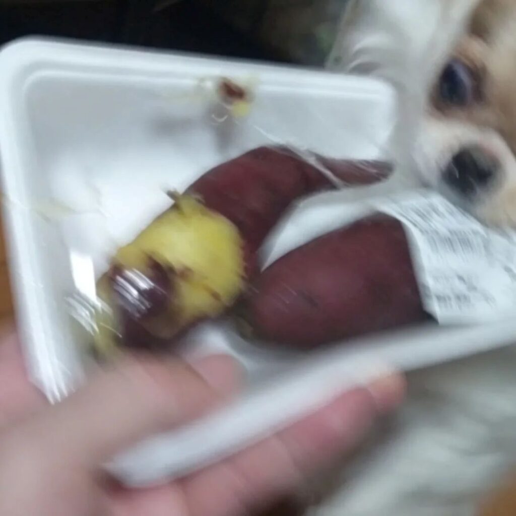 写真を撮ろうとすると…④（＠echigoya_minimokeさんより提供）