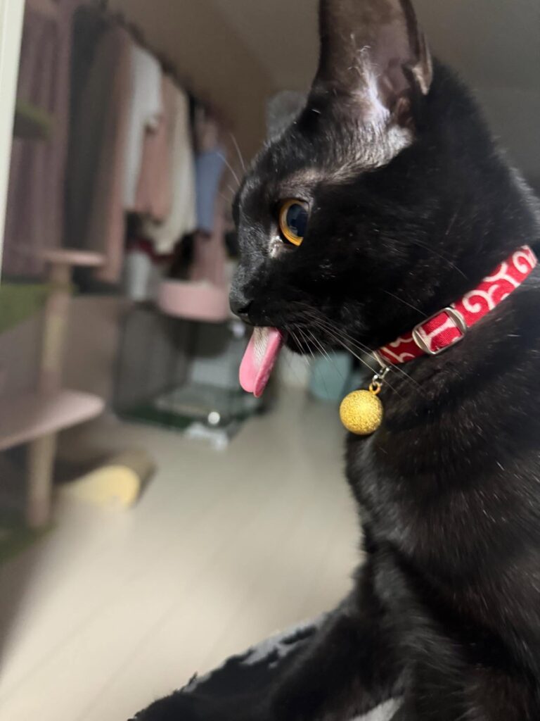 横から見ても長い舌（＠maipana69さんより提供）