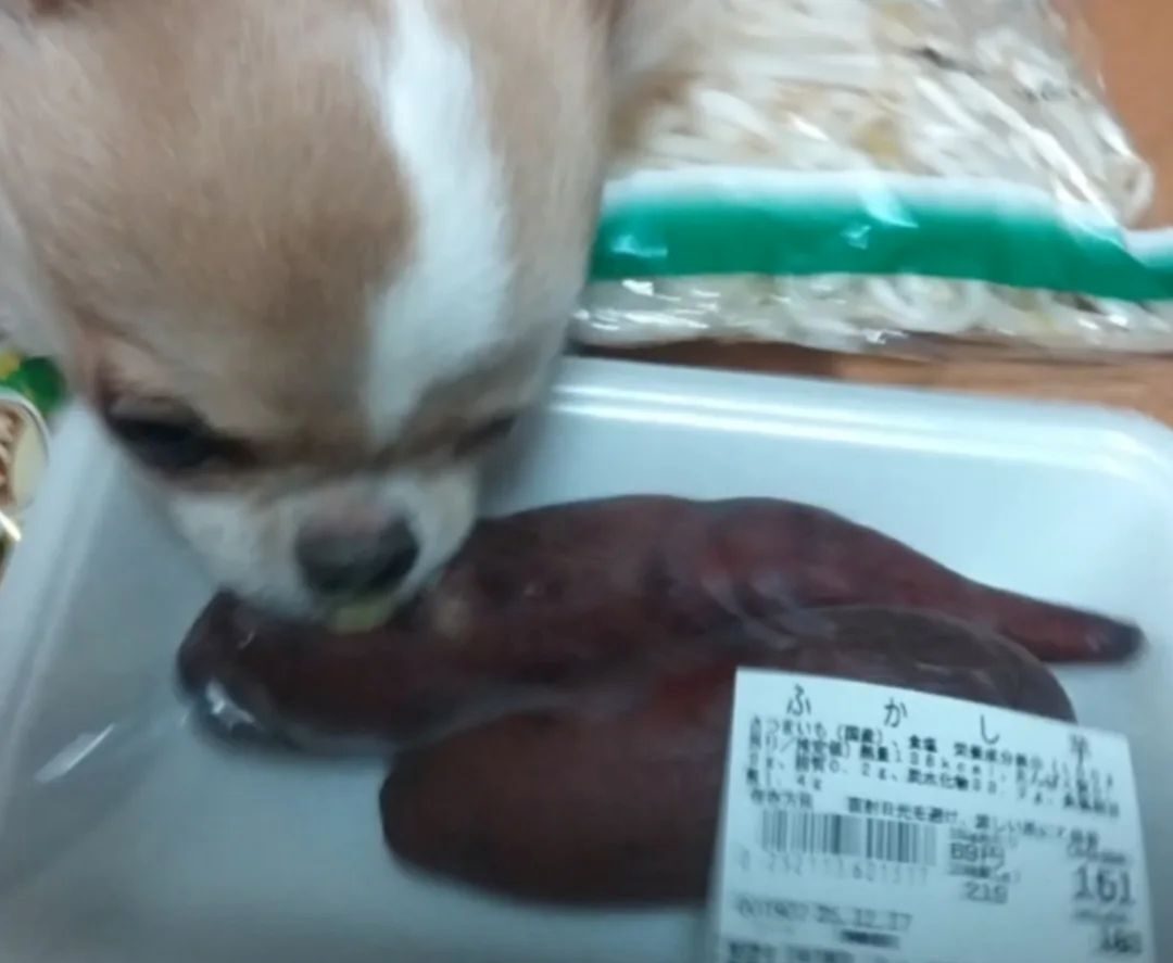 スーパーでの購入品を撮影中、近づいてきたチワワ。しかし次の瞬間…飼い主大困惑の光景に「躍動感！」「笑いました」「取り乱しておる」