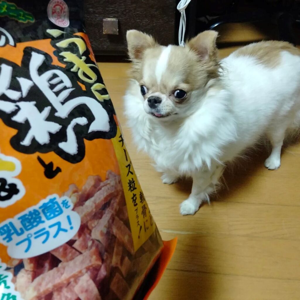 【実際の写真】愛犬のチワワがとった行動