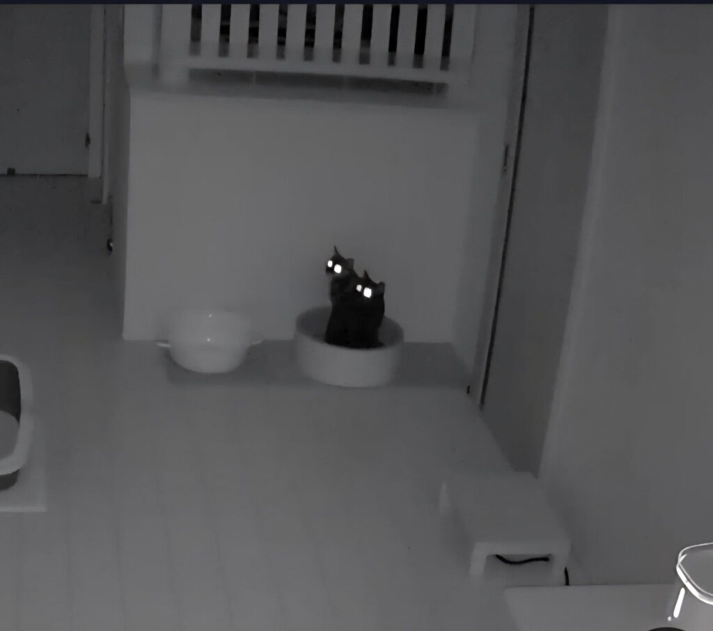 明け方に映ったペットカメラの映像（＠kariton28mhy25さんより提供）