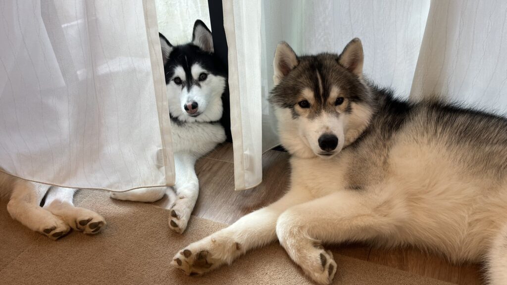 ルーナちゃんとレオくん③（＠Luna_husky0603さんより提供）