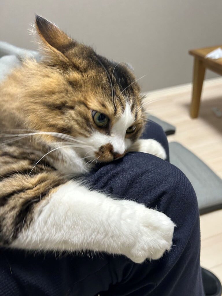 お膝にピトッ（＠hotanyanさんより提供）