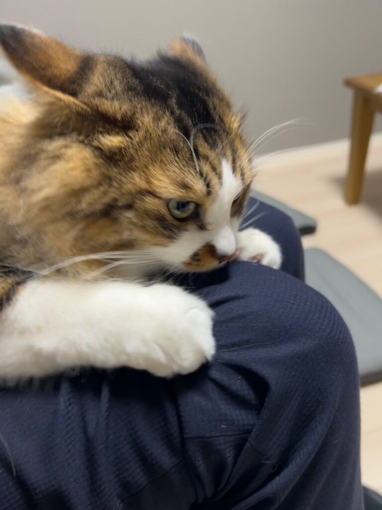 旦那さんの膝で爪とぎする様子（＠hotanyanさんより提供）