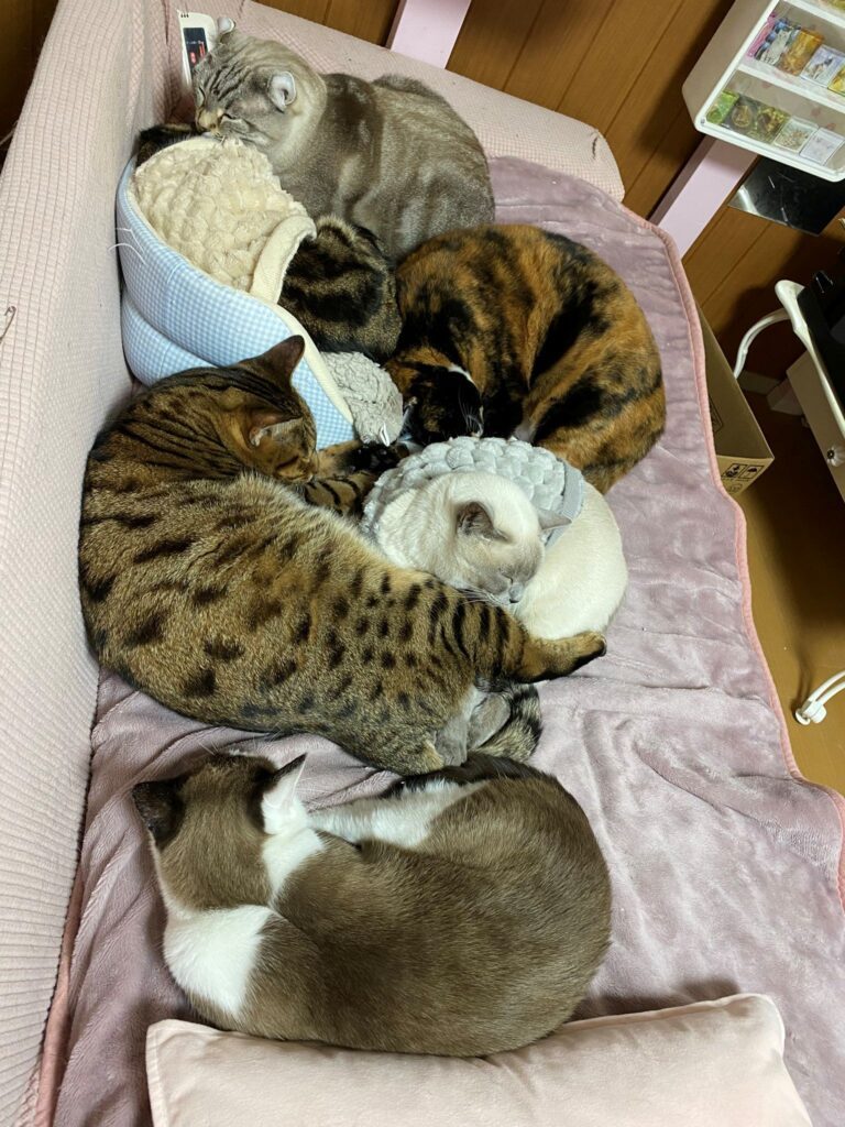 くっついて丸くなる様子②（＠nyan6nikuさんより提供）