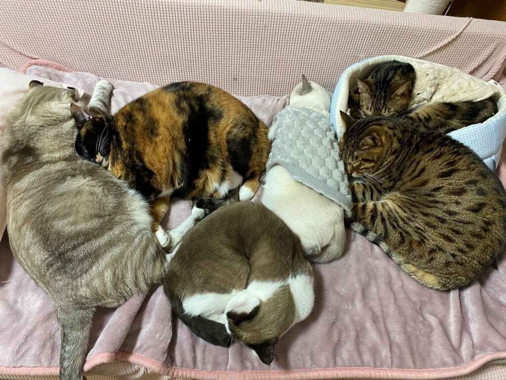 くっついて丸くなる様子①（＠nyan6nikuさんより提供）