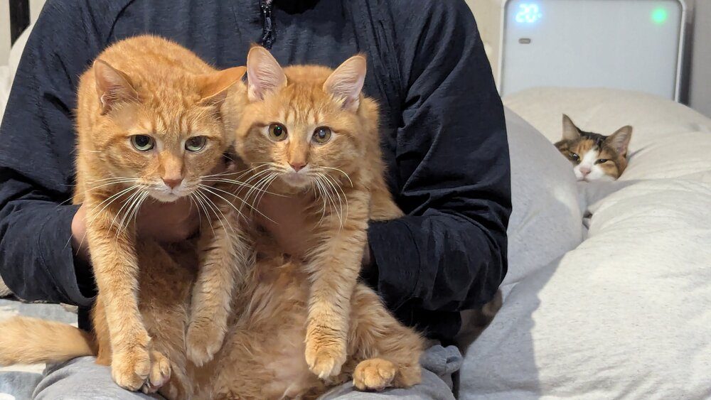 他の猫ちゃんたちと（@motikiro2さんより提供）