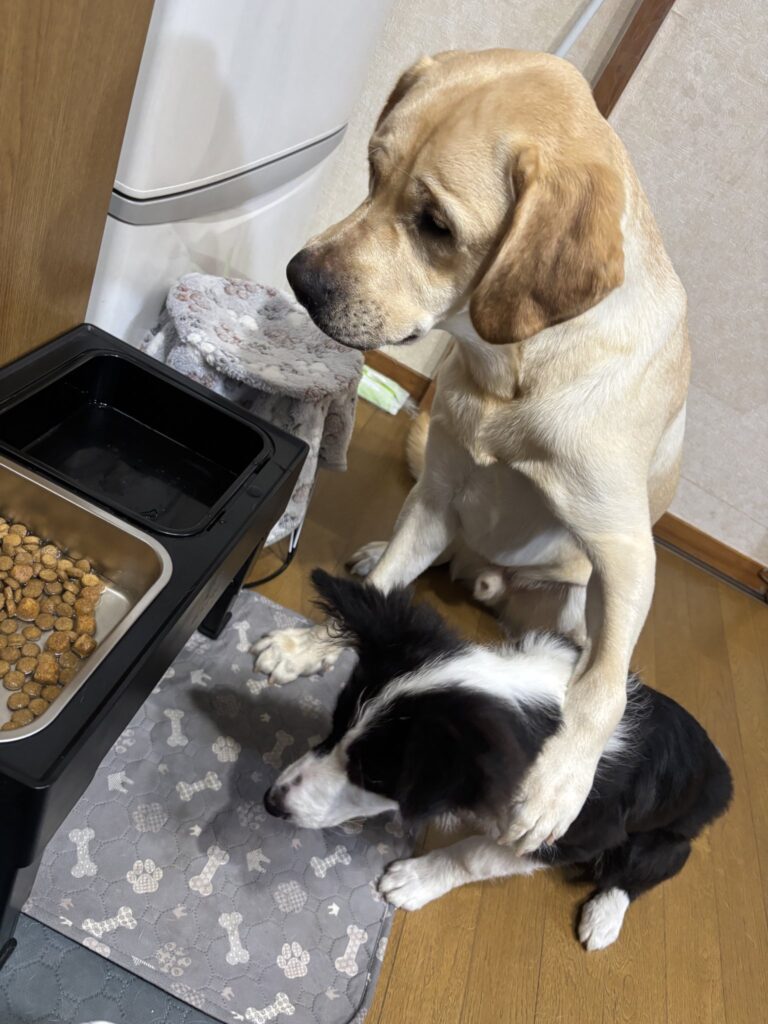 ルナちゃんを抑えるノアくん（＠Mary59Noah33さんより提供）