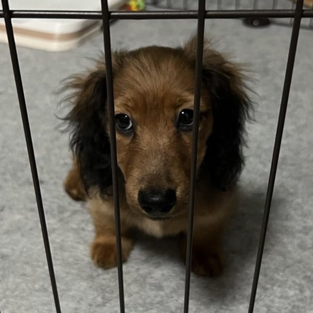 毛艶がいいミニチュアダックス。去勢を機に見た目に変化が起き…3年後、予想外の変身に「面影はある」「文句無しに可愛い」「大爆発…」