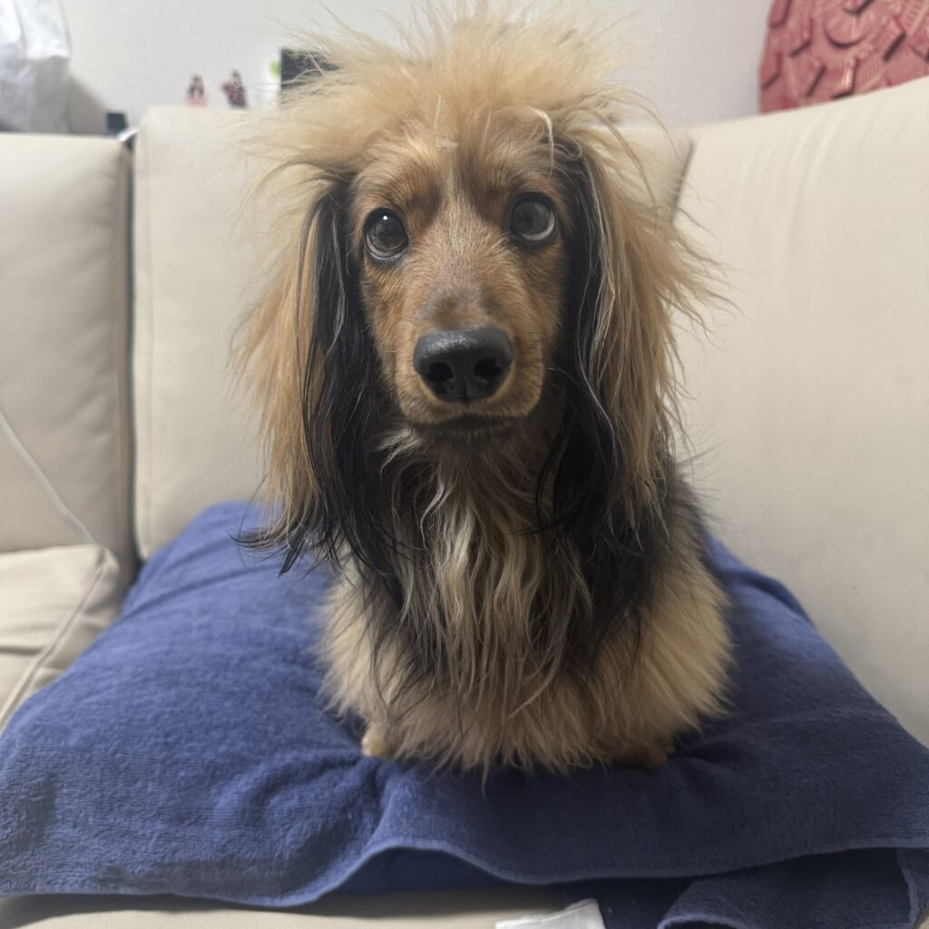 髪が大爆発？（＠okoge0822さんより提供）