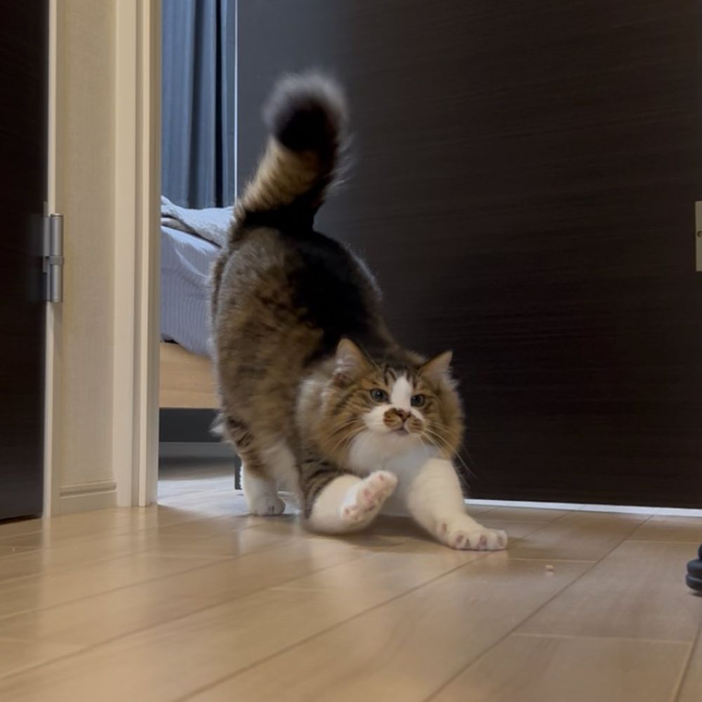 【実際の写真】漫画のようなオチ