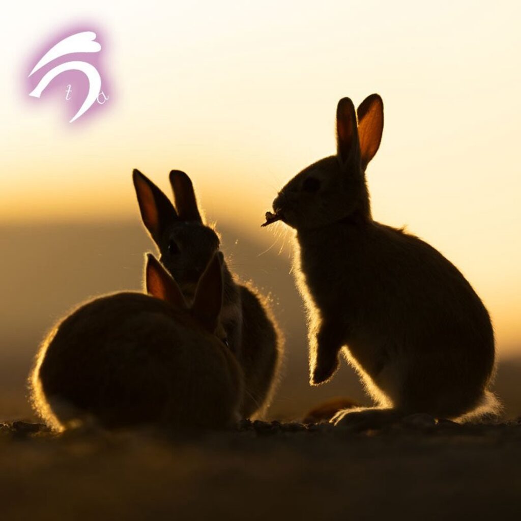 大久野島のうさぎ④（@utajimaさんより提供）