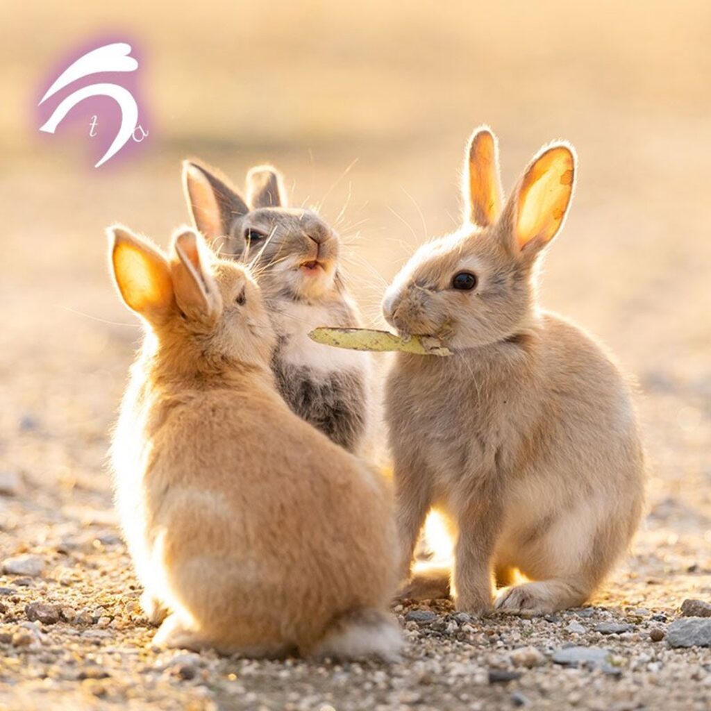 大久野島のうさぎ②（@utajimaさんより提供）