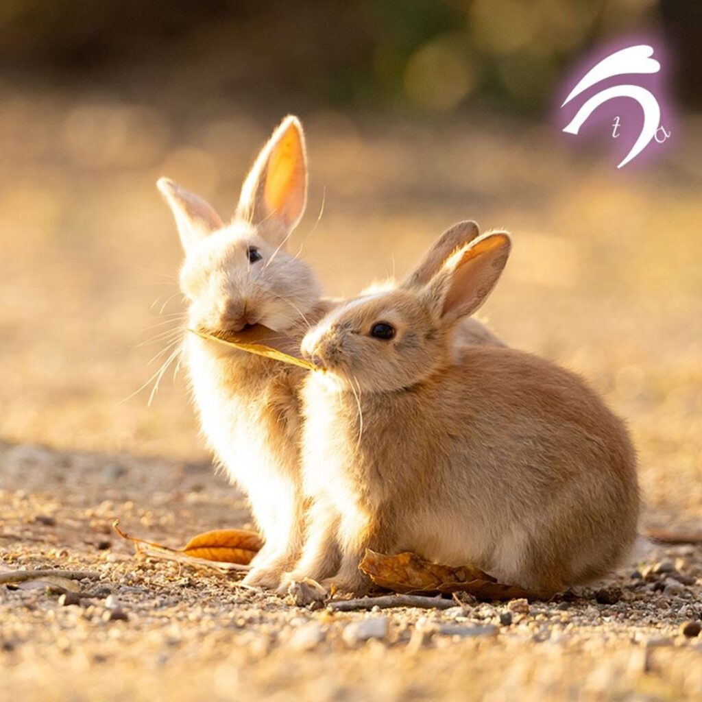 【実際の写真】まさかの光景